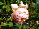 Abraham Darby 1