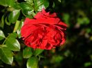 Red Leonardo da Vinci