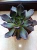 echeveria black prince