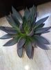 echeveria black knight