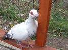 SAM_5768