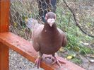 SAM_5838