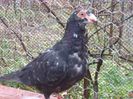 SAM_5863
