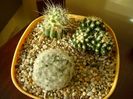 Grup de 3 cactusi