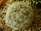 Mammillaria plumosa