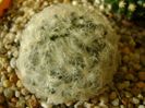 Mammillaria plumosa