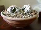 Mammillaria vetula ssp. gracilis cv. Oruga