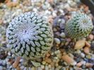 Turbinicarpus pseudopectinatus, boboci