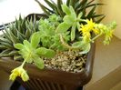 Sedum palmeri