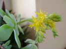 Sedum palmeri