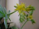Sedum palmeri