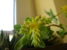 Sedum palmeri