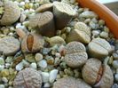 Lithops