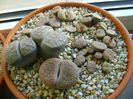 Lithops