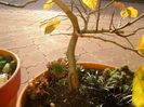 Parrotia persica