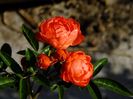 Orange Morsdag