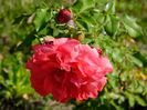 Rosarium Uetersen