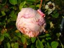 Abraham Darby 1
