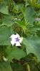 datura blue simpla