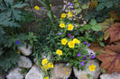 helianthemum galben