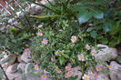 helianthemum roz