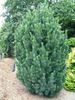 ZAMBRU GLAUCA (Pinus cembra Glauca)