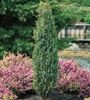 IENUPAR COMUN SENTINEL (Juniperus comm.Sentinel)