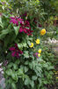 Cu clematita Westerplatte