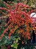 Berberis