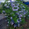 (Ceanothus thyrsiflorus repens)_150 cm