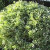 (Euonymus j. 'President Gauthier') 100 cm