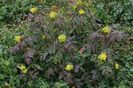 (Mahonia aquifolium) 150 cm