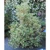 (Osmanthus h. 'Variegatus') 150 cm