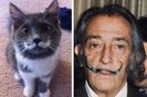 moustache_cat_1950781_19036800