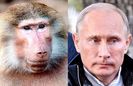 putin-baboon