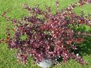 (Berberis media Red Juwel) 50 cm