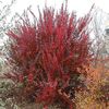 (Berberis thu. 'Red Rocket') 200