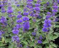 (Caryopteris incana) 100