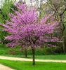 (Cercis canadensis) 5-10