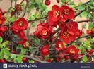 (Chaenomeles sup. 'Crimson and Gold') 150