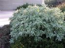 (Cornus alba 'Sibirica Variegata') 300