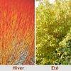 (Cornus sanguinea 'Midwinter Fire') 150