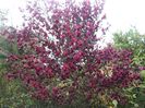 (Cytisus 'Boskoop Ruby') 150