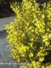 (Cytisus praecox 'Allgold') 150