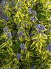 caryopteris summer sorbet