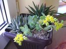 Sedum palmeri