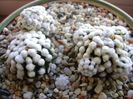 Mammillaria vetula ssp. gracilis cv. Oruga