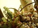 Crassula orbicularis