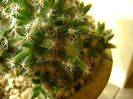 Trichodiadema densum