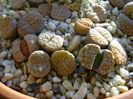Lithops